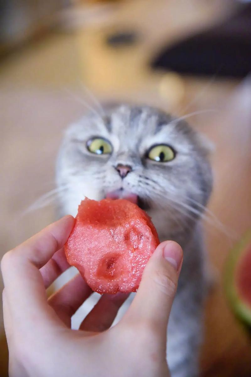 猫咪能不能吃哈密瓜吗_宠物猫可以吃哈密瓜吗-第4张图片-后鲨宠物 猫咪能不能吃哈密瓜吗_宠物猫可以吃哈密瓜吗-第4张图片-后鲨宠物