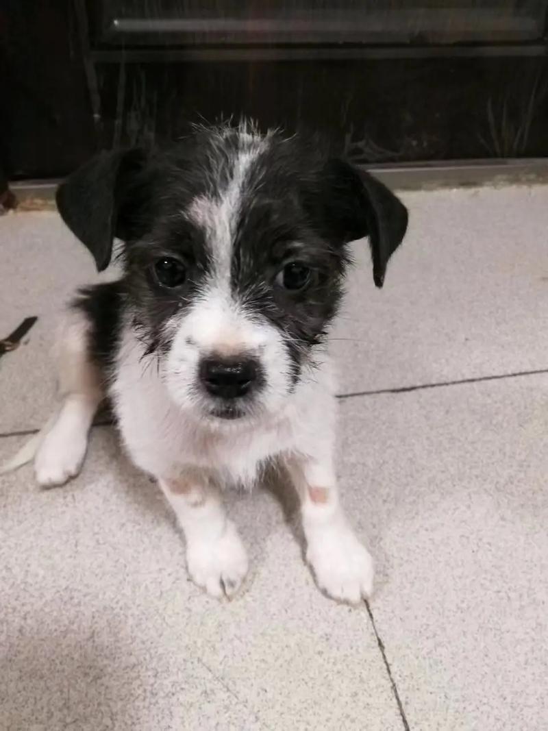 狗狗被吓到了怎么办_狗狗惊吓过度的症状表现