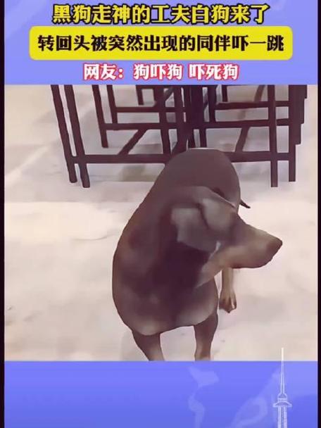 狗狗被吓到了怎么办_狗狗惊吓过度的症状表现-第4张图片-后鲨宠物 狗狗被吓到了怎么办_狗狗惊吓过度的症状表现-第4张图片-后鲨宠物