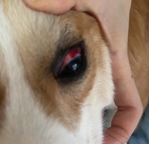 狗狗被吓到了怎么办_狗狗惊吓过度的症状表现-第5张图片-后鲨宠物 狗狗被吓到了怎么办_狗狗惊吓过度的症状表现-第5张图片-后鲨宠物