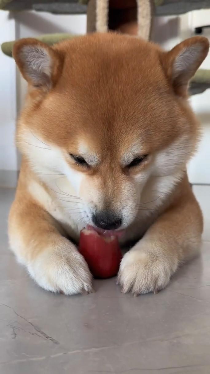 狗狗能吃莲雾吗,狗狗可以吃莲蓬吗-第2张图片-后鲨宠物 狗狗能吃莲雾吗,狗狗可以吃莲蓬吗-第2张图片-后鲨宠物