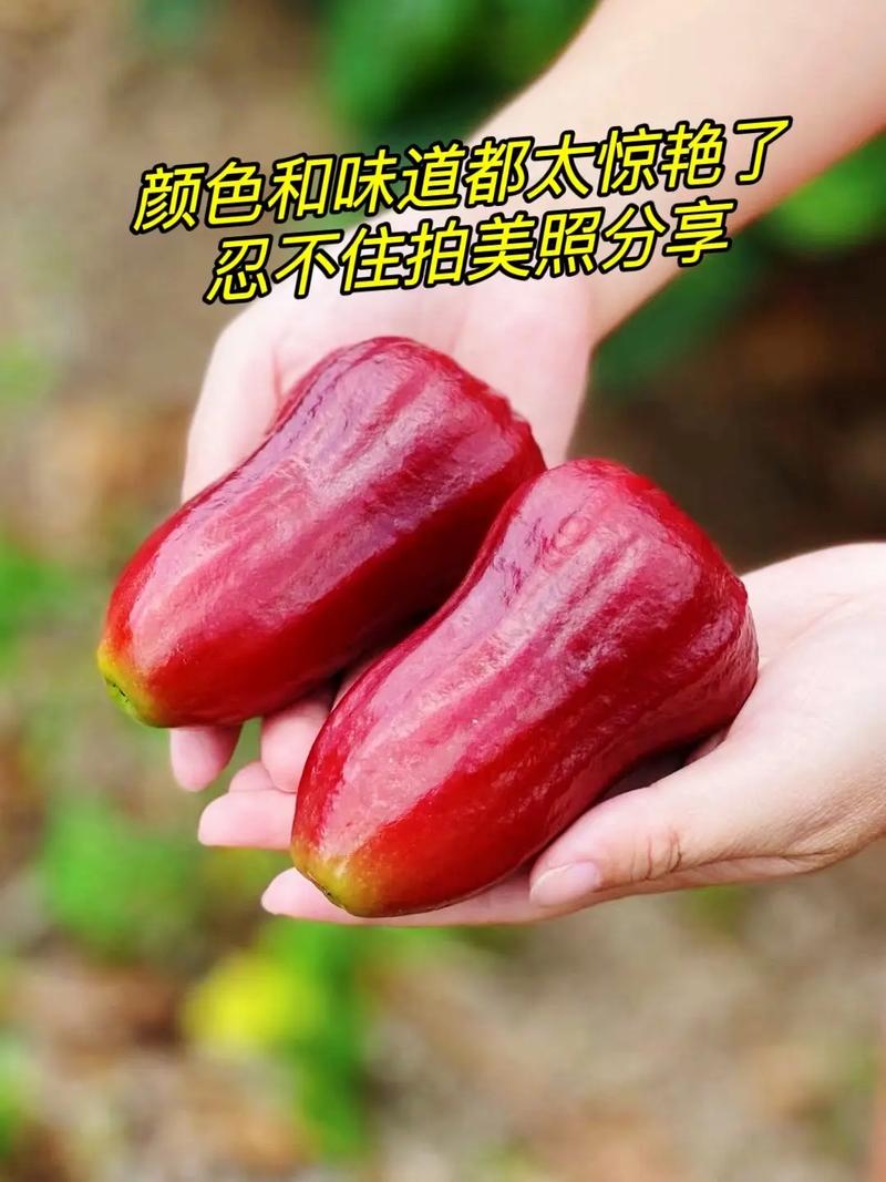 狗狗能吃莲雾吗,狗狗可以吃莲蓬吗-第1张图片-后鲨宠物 狗狗能吃莲雾吗,狗狗可以吃莲蓬吗-第1张图片-后鲨宠物