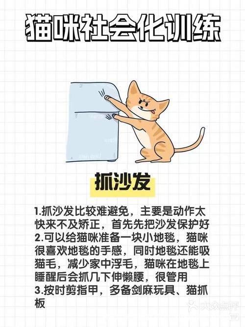  猫咪喜欢抓沙发怎么办，猫咪爱抓沙发-第4张图片-后鲨宠物