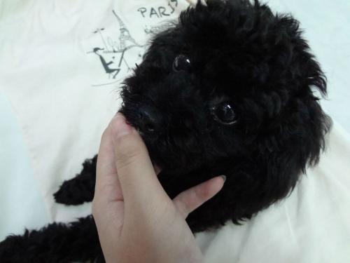 狗狗黑指甲怎么看血线,狗狗黑指甲怎么剪图解?-第1张图片-后鲨宠物 狗狗黑指甲怎么看血线,狗狗黑指甲怎么剪图解?-第1张图片-后鲨宠物