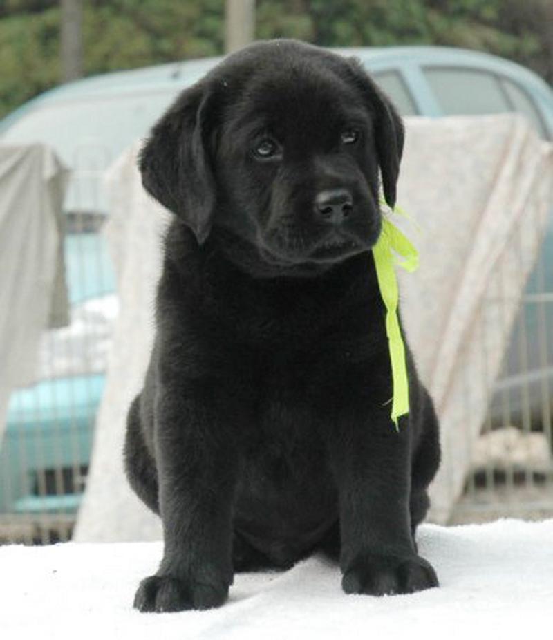 狗狗黑指甲怎么看血线,狗狗黑指甲怎么剪图解?-第3张图片-后鲨宠物 狗狗黑指甲怎么看血线,狗狗黑指甲怎么剪图解?-第3张图片-后鲨宠物