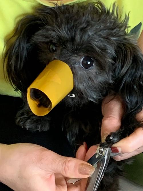 狗狗黑指甲怎么看血线,狗狗黑指甲怎么剪图解?-第2张图片-后鲨宠物 狗狗黑指甲怎么看血线,狗狗黑指甲怎么剪图解?-第2张图片-后鲨宠物