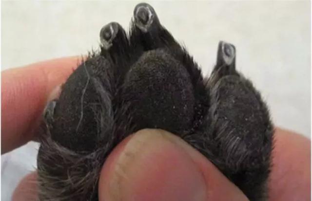 狗狗黑指甲怎么看血线,狗狗黑指甲怎么剪图解?-第4张图片-后鲨宠物 狗狗黑指甲怎么看血线,狗狗黑指甲怎么剪图解?-第4张图片-后鲨宠物