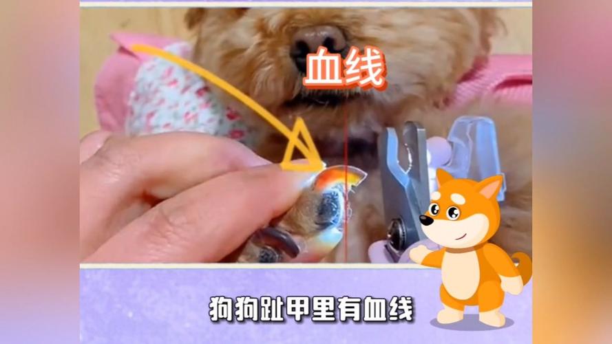 狗狗黑指甲怎么看血线,狗狗黑指甲怎么剪图解?-第5张图片-后鲨宠物 狗狗黑指甲怎么看血线,狗狗黑指甲怎么剪图解?-第5张图片-后鲨宠物