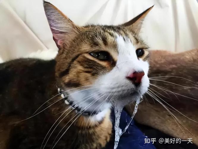 猫咪有狂犬病毒吗_被猫抓了怎么判断没事-第5张图片-后鲨宠物 猫咪有狂犬病毒吗_被猫抓了怎么判断没事-第5张图片-后鲨宠物