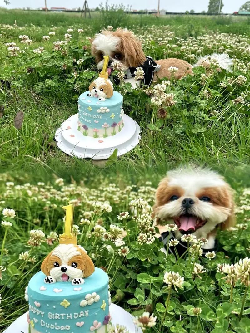 狗狗能吃奶油蛋糕吗,狗狗能吃奶油蛋糕吗会死吗-第5张图片-后鲨宠物 狗狗能吃奶油蛋糕吗,狗狗能吃奶油蛋糕吗会死吗-第5张图片-后鲨宠物