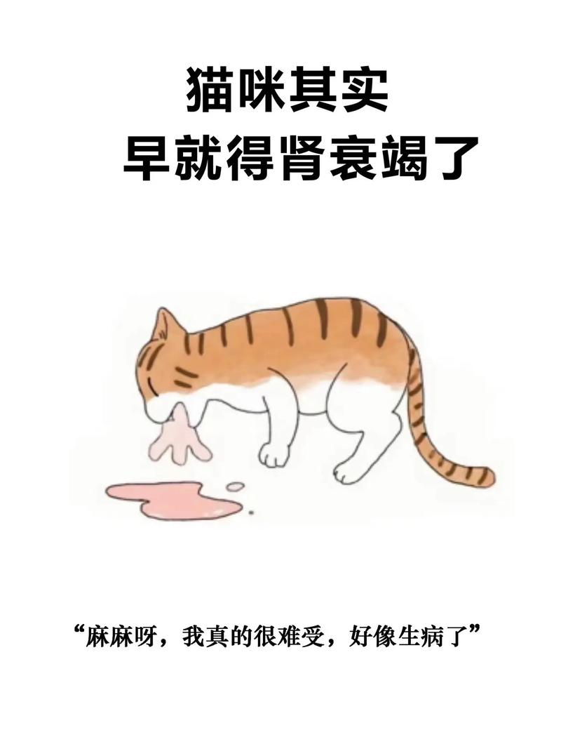 猫咪肾不好的症状表现,猫猫肾不好?-第3张图片-后鲨宠物 猫咪肾不好的症状表现,猫猫肾不好?-第3张图片-后鲨宠物