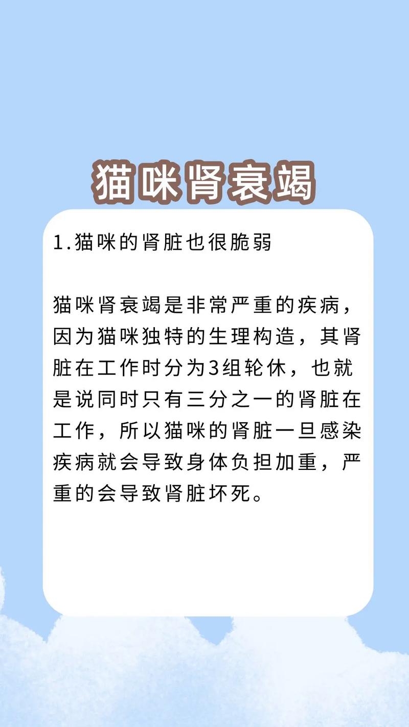 猫咪肾不好的症状表现,猫猫肾不好?-第5张图片-后鲨宠物 猫咪肾不好的症状表现,猫猫肾不好?-第5张图片-后鲨宠物