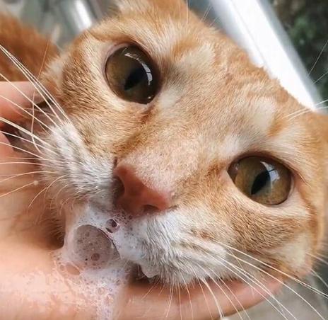 猫咪突然口吐白沫_猫咪突然口吐白沫怎么回事-第2张图片-后鲨宠物 猫咪突然口吐白沫_猫咪突然口吐白沫怎么回事-第2张图片-后鲨宠物