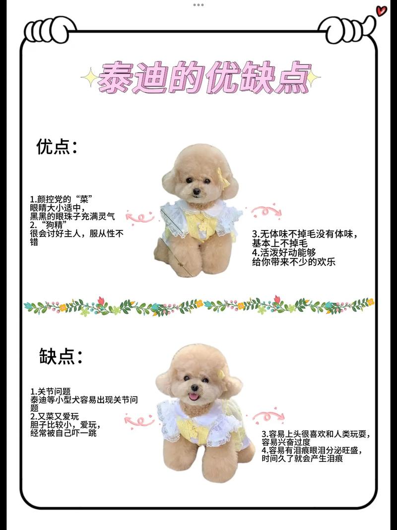 给泰迪狗狗取名字大全_泰迪狗狗取名字大全 女-第2张图片-后鲨宠物 给泰迪狗狗取名字大全_泰迪狗狗取名字大全 女-第2张图片-后鲨宠物