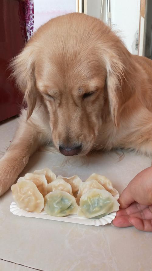 狗狗可以吃茴香吗,狗子能吃茴香?-第3张图片-后鲨宠物 狗狗可以吃茴香吗,狗子能吃茴香?-第3张图片-后鲨宠物