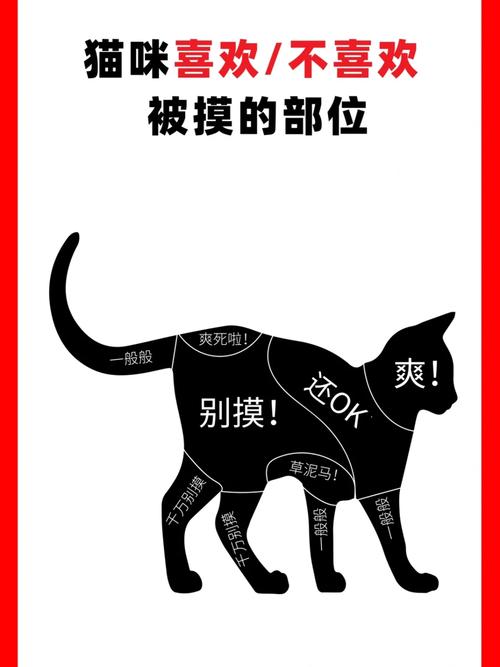 猫咪不让摸怎么办,猫咪不让摸是生气了吗?-第2张图片-后鲨宠物 猫咪不让摸怎么办,猫咪不让摸是生气了吗?-第2张图片-后鲨宠物