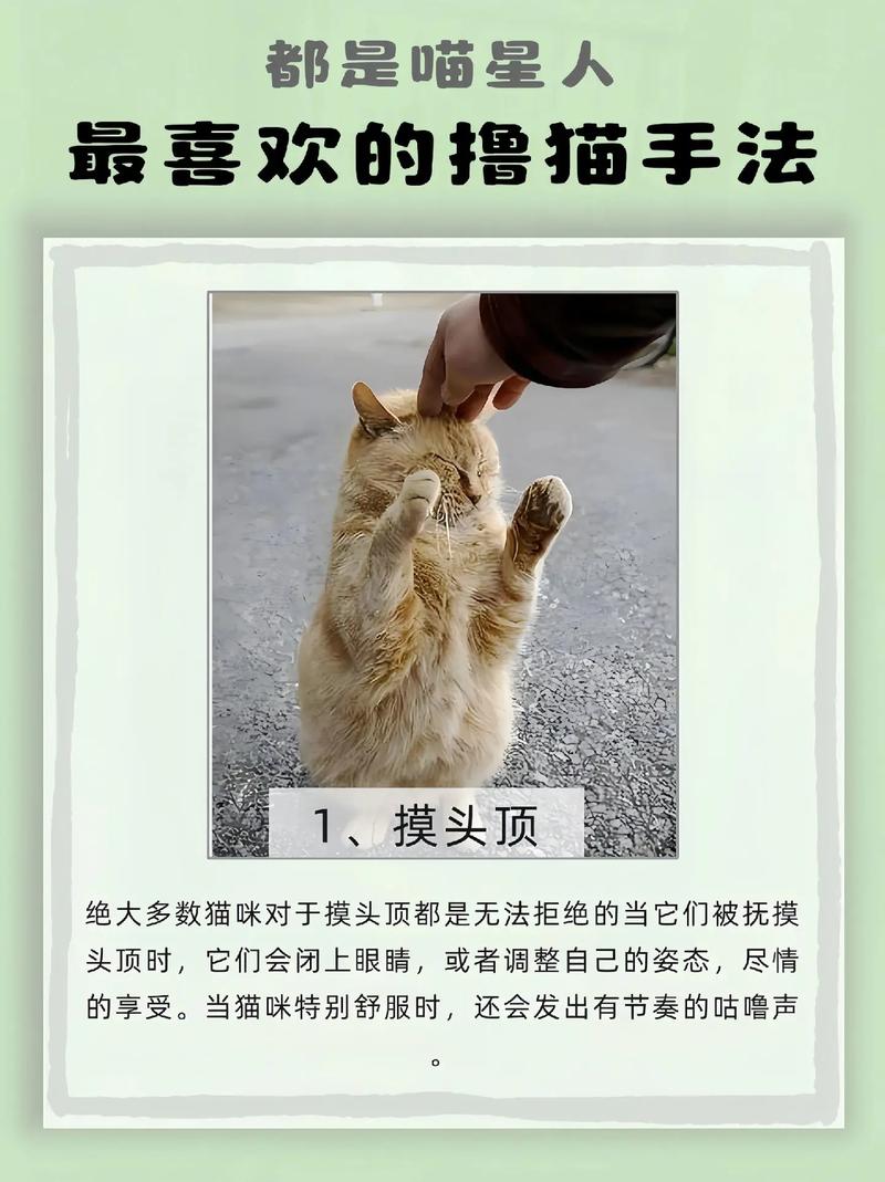 猫咪不让摸怎么办,猫咪不让摸是生气了吗?-第3张图片-后鲨宠物 猫咪不让摸怎么办,猫咪不让摸是生气了吗?-第3张图片-后鲨宠物