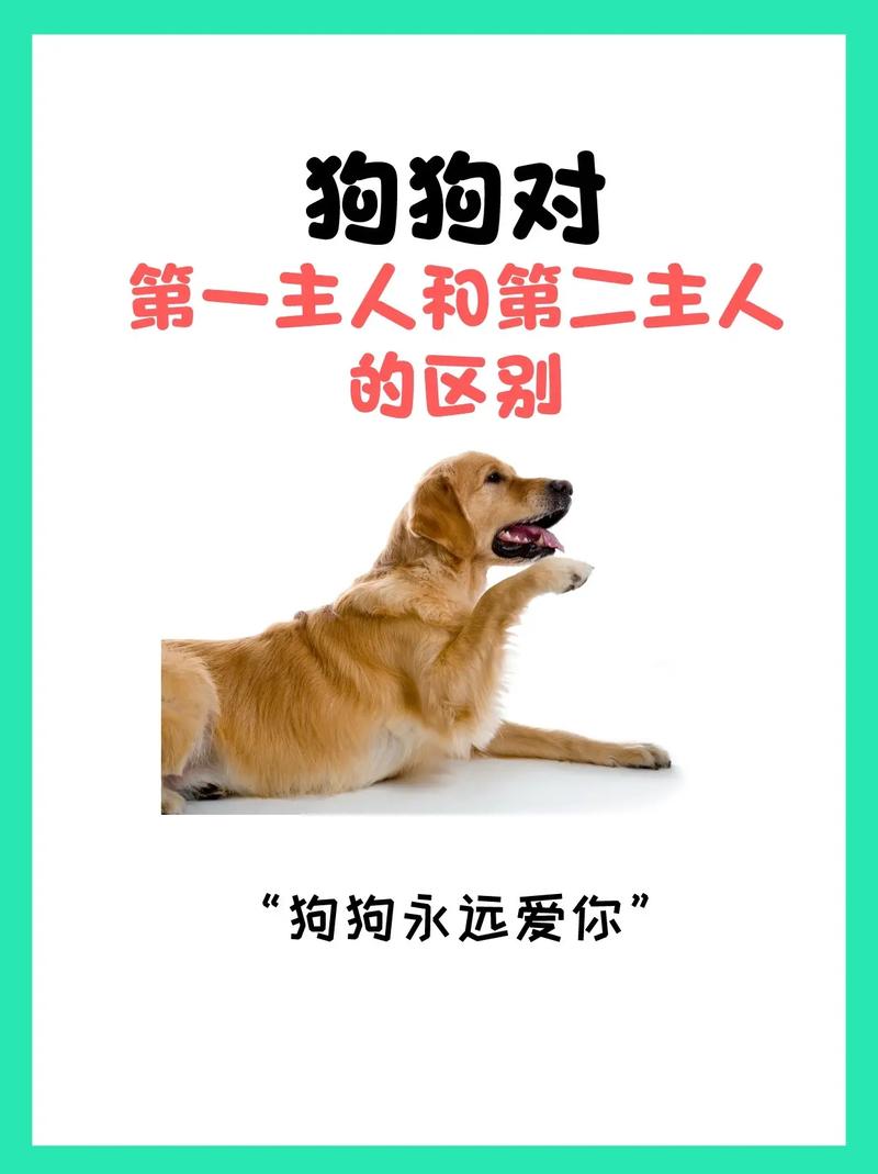 狗狗寄养注意事项,狗狗寄养注意事项及禁忌-第4张图片-后鲨宠物 狗狗寄养注意事项,狗狗寄养注意事项及禁忌-第4张图片-后鲨宠物