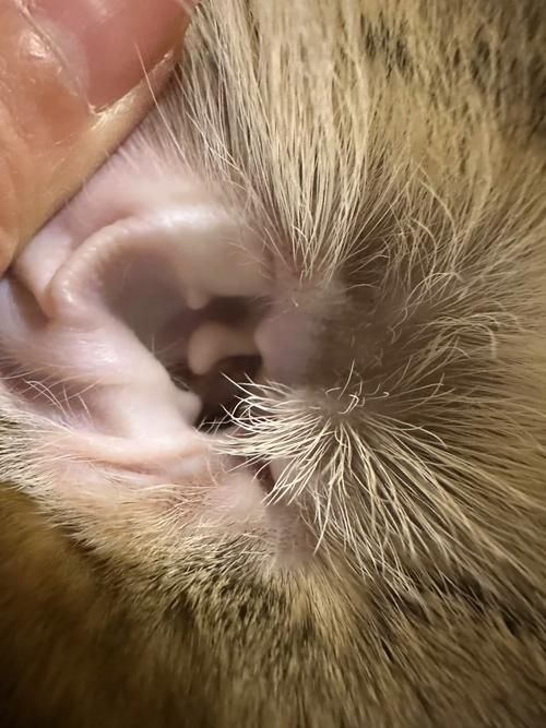 猫咪耳朵热热的,猫咪耳朵特别热-第4张图片-后鲨宠物 猫咪耳朵热热的,猫咪耳朵特别热-第4张图片-后鲨宠物