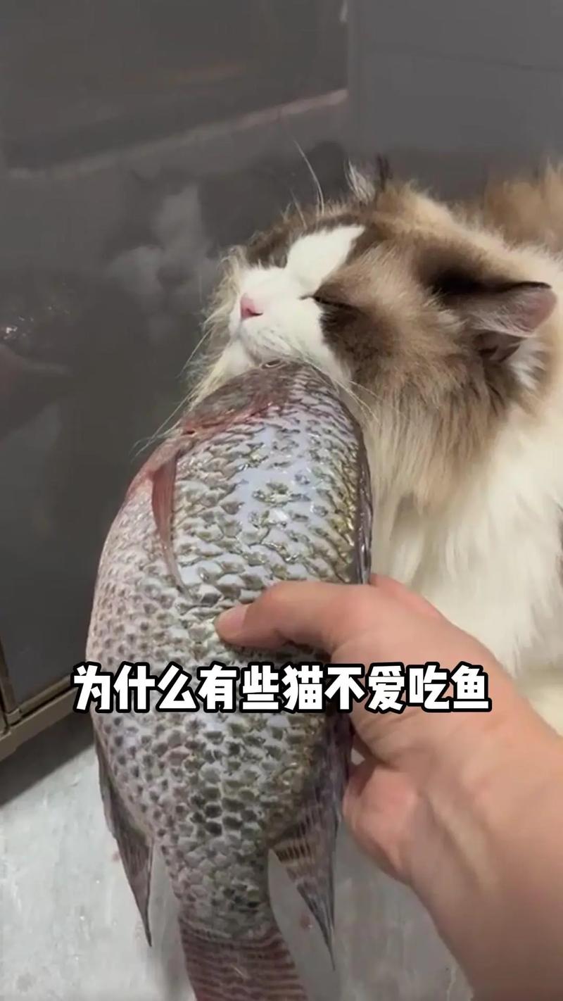 猫咪能吃海鱼吗_猫可以吃海鱼的内脏吗