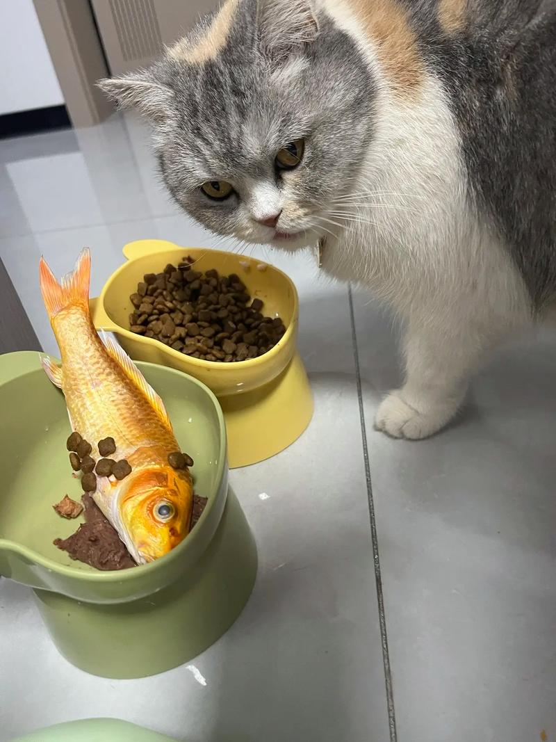 猫咪能吃海鱼吗_猫可以吃海鱼的内脏吗-第4张图片-后鲨宠物 猫咪能吃海鱼吗_猫可以吃海鱼的内脏吗-第4张图片-后鲨宠物