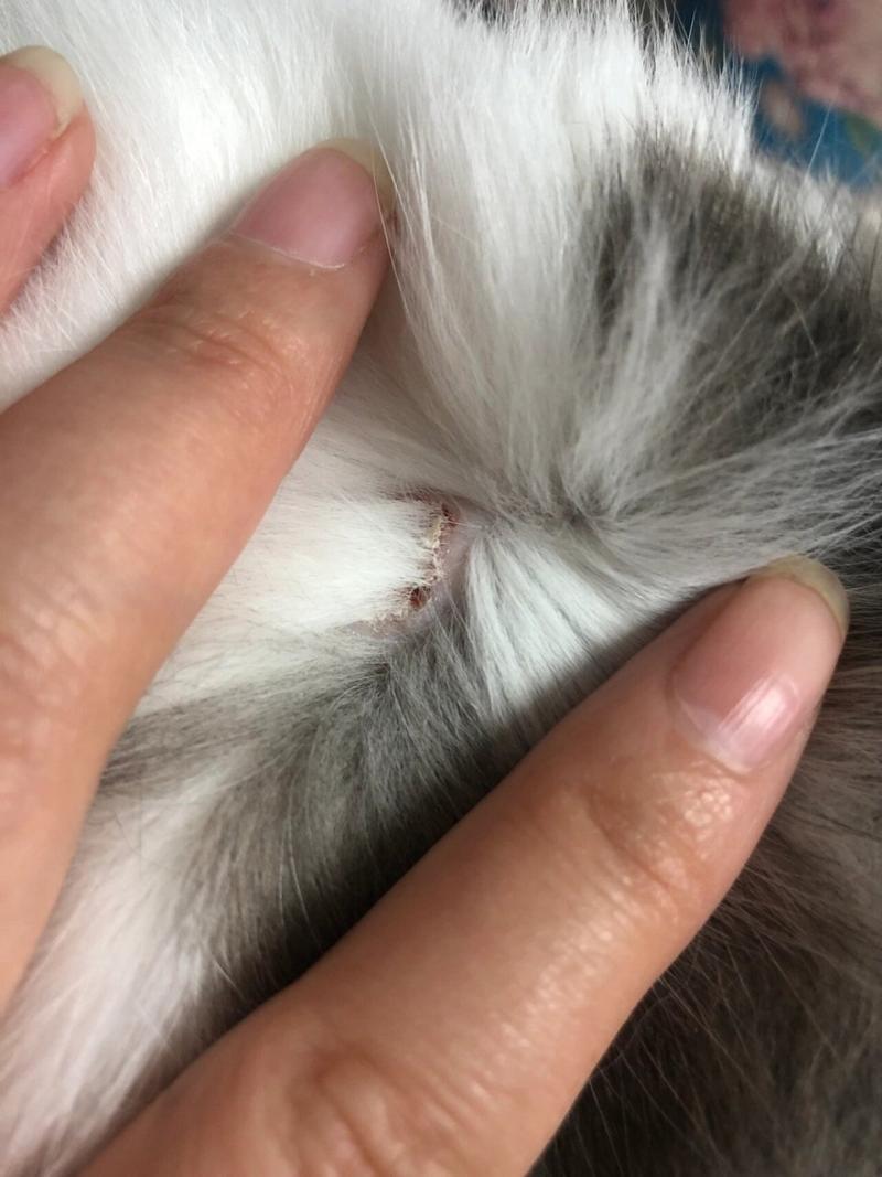 猫咪绝育后多久恢复，猫咪绝育后多久恢复正常？