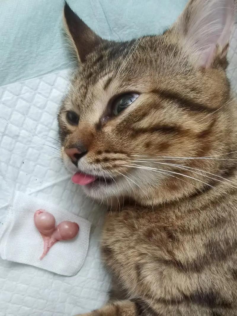 猫咪绝育后多久恢复,猫咪绝育后多久恢复正常?-第3张图片-后鲨宠物 猫咪绝育后多久恢复,猫咪绝育后多久恢复正常?-第3张图片-后鲨宠物
