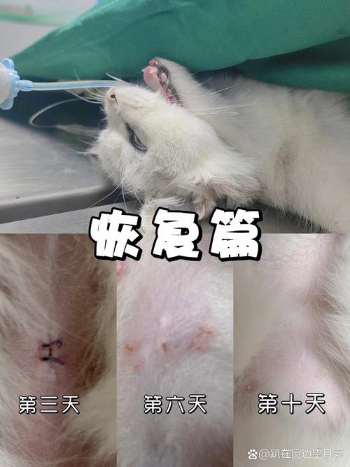 猫咪绝育后多久恢复,猫咪绝育后多久恢复正常?-第5张图片-后鲨宠物 猫咪绝育后多久恢复,猫咪绝育后多久恢复正常?-第5张图片-后鲨宠物