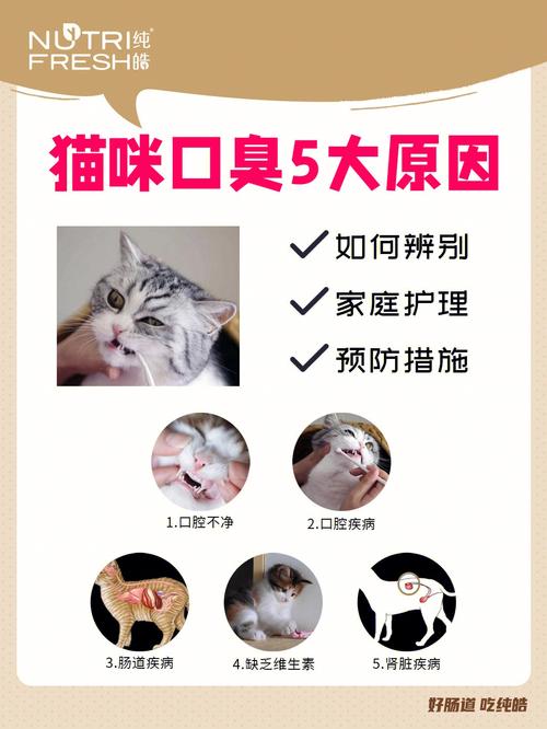 猫咪吃喝正常但就是口臭_猫吃完东西嘴臭-第2张图片-后鲨宠物 猫咪吃喝正常但就是口臭_猫吃完东西嘴臭-第2张图片-后鲨宠物