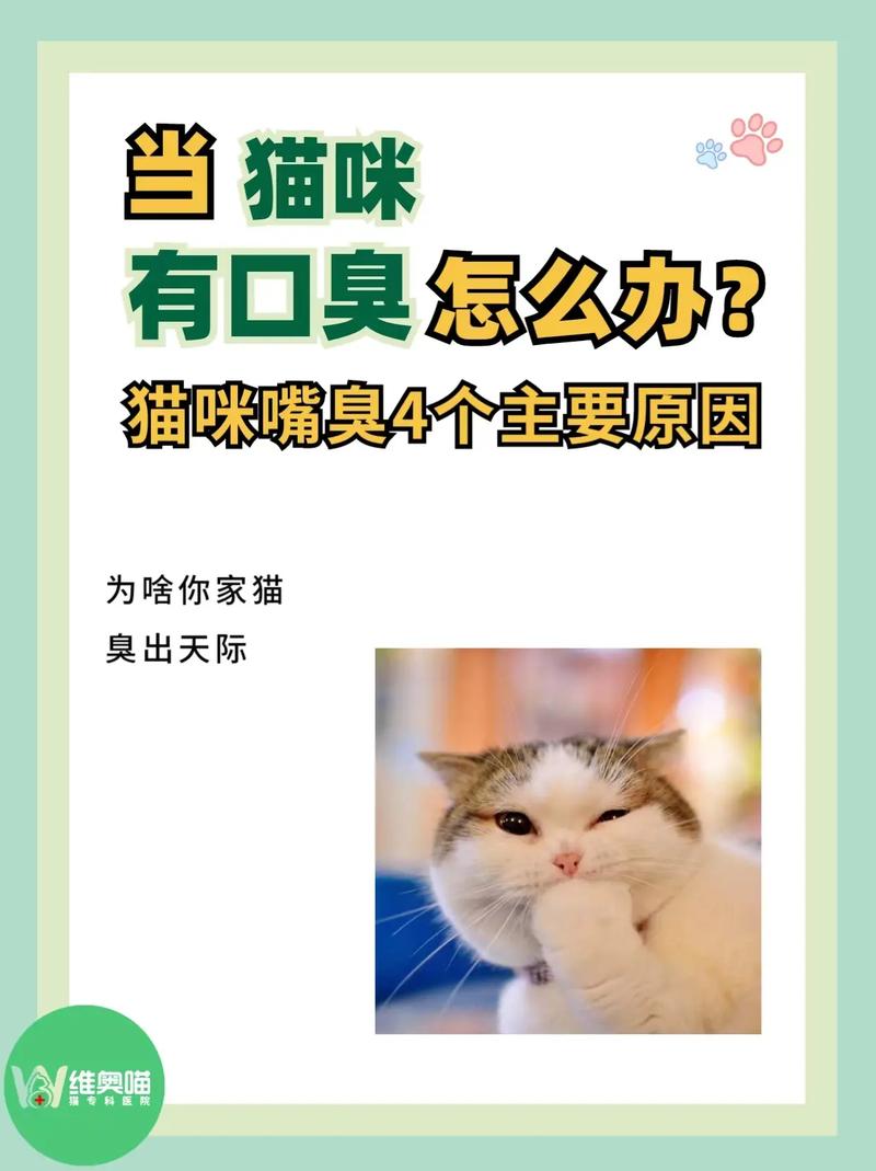 猫咪吃喝正常但就是口臭_猫吃完东西嘴臭-第3张图片-后鲨宠物 猫咪吃喝正常但就是口臭_猫吃完东西嘴臭-第3张图片-后鲨宠物