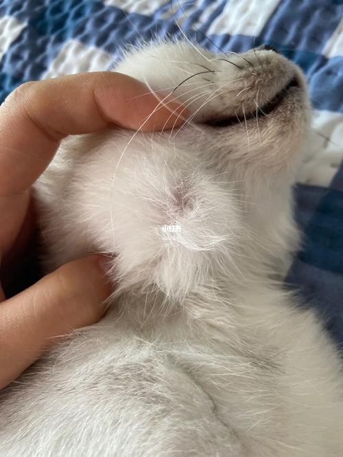 猫咪脖子疙瘩是淋巴吗,猫咪脖子摸着疙疙瘩瘩的咋回事-第1张图片-后鲨宠物 猫咪脖子疙瘩是淋巴吗,猫咪脖子摸着疙疙瘩瘩的咋回事-第1张图片-后鲨宠物