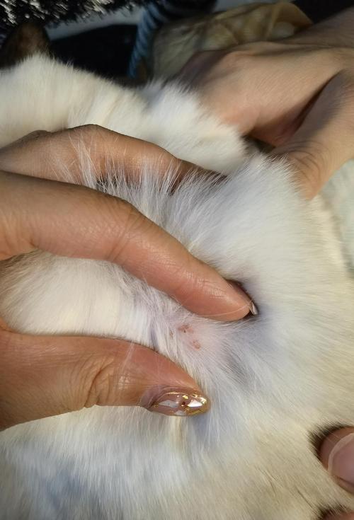 猫咪脖子疙瘩是淋巴吗,猫咪脖子摸着疙疙瘩瘩的咋回事-第3张图片-后鲨宠物 猫咪脖子疙瘩是淋巴吗,猫咪脖子摸着疙疙瘩瘩的咋回事-第3张图片-后鲨宠物