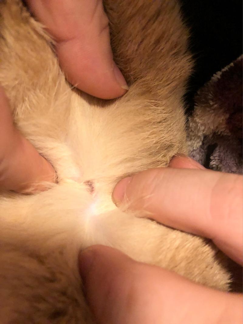 猫咪脖子疙瘩是淋巴吗,猫咪脖子摸着疙疙瘩瘩的咋回事-第4张图片-后鲨宠物 猫咪脖子疙瘩是淋巴吗,猫咪脖子摸着疙疙瘩瘩的咋回事-第4张图片-后鲨宠物