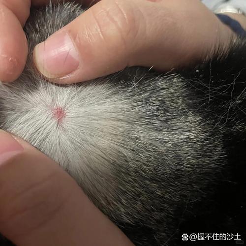 猫咪脖子疙瘩是淋巴吗,猫咪脖子摸着疙疙瘩瘩的咋回事-第5张图片-后鲨宠物 猫咪脖子疙瘩是淋巴吗,猫咪脖子摸着疙疙瘩瘩的咋回事-第5张图片-后鲨宠物