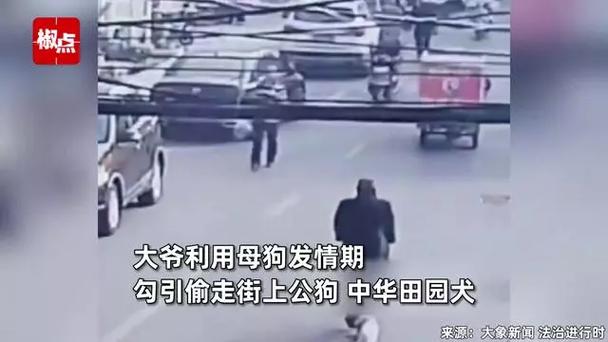 狗狗发情怎么处理_狗狗发情怎么处理比较好-第2张图片-后鲨宠物 狗狗发情怎么处理_狗狗发情怎么处理比较好-第2张图片-后鲨宠物