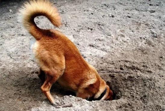 狗狗刨土是什么原因，狗狗刨土是什么原因造成的？