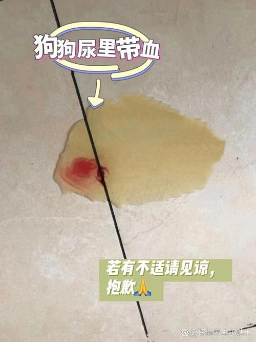 小狗狗尿血是怎么回事_小狗狗尿血是怎么回事用什么药