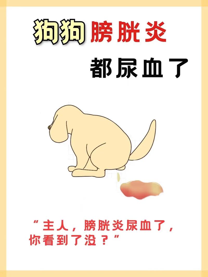 小狗狗尿血是怎么回事_小狗狗尿血是怎么回事用什么药-第4张图片-后鲨宠物 小狗狗尿血是怎么回事_小狗狗尿血是怎么回事用什么药-第4张图片-后鲨宠物