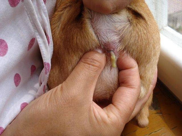 狗狗切除肛门腺的利弊_狗狗肛门腺切除费用