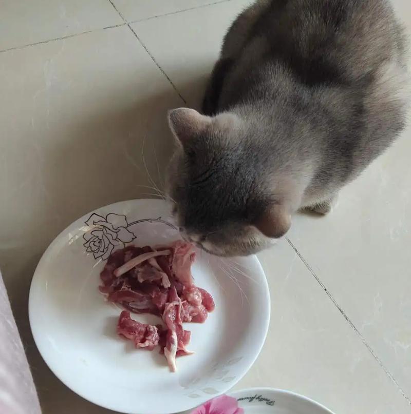 猫咪可以吃羊肉吗_猫咪可以吃羊肉吗熟的-第3张图片-后鲨宠物 猫咪可以吃羊肉吗_猫咪可以吃羊肉吗熟的-第3张图片-后鲨宠物
