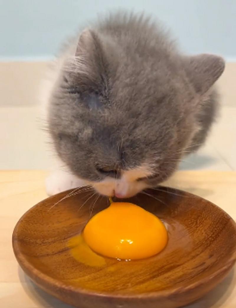 猫猫能吃蛋黄吗,猫可以吃蛋黄吗?-第4张图片-后鲨宠物 猫猫能吃蛋黄吗,猫可以吃蛋黄吗?-第4张图片-后鲨宠物