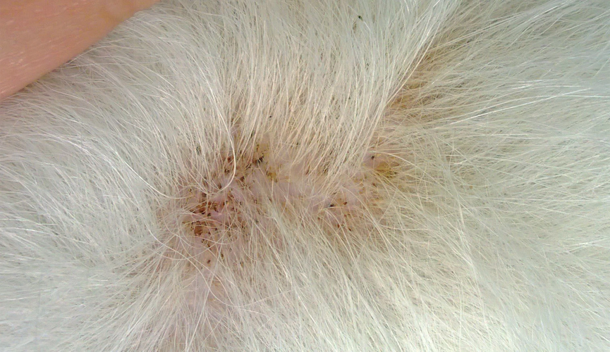 狗狗毛囊炎用什么药,狗狗毛囊炎用什么药好?-第6张图片-后鲨宠物 狗狗毛囊炎用什么药,狗狗毛囊炎用什么药好?-第6张图片-后鲨宠物