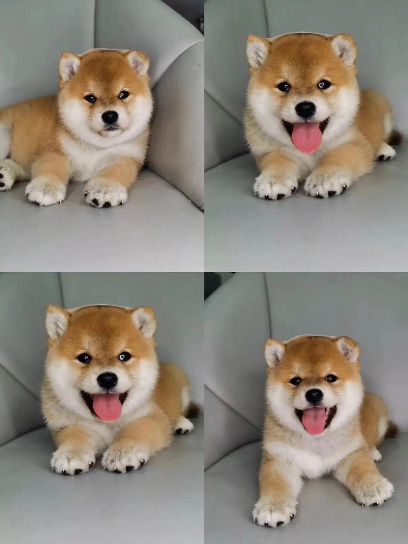 养只狗狗一个月多少钱,养只狗一个月大概多少钱-第5张图片-后鲨宠物 养只狗狗一个月多少钱,养只狗一个月大概多少钱-第5张图片-后鲨宠物