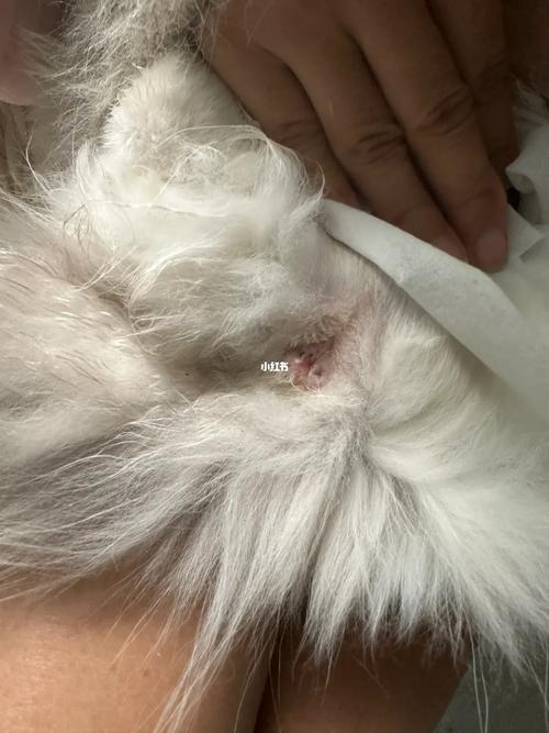 猫咪肛门红肿外翻,猫咪肛门红肿怎么回事?-第3张图片-后鲨宠物 猫咪肛门红肿外翻,猫咪肛门红肿怎么回事?-第3张图片-后鲨宠物