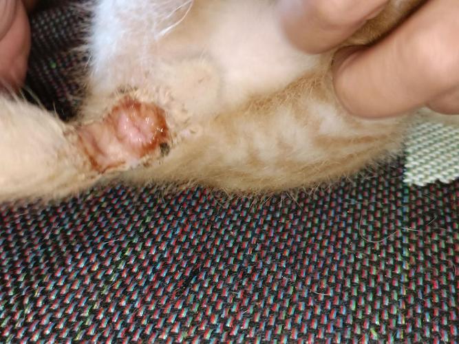 猫咪肛门红肿外翻,猫咪肛门红肿怎么回事?-第5张图片-后鲨宠物 猫咪肛门红肿外翻,猫咪肛门红肿怎么回事?-第5张图片-后鲨宠物
