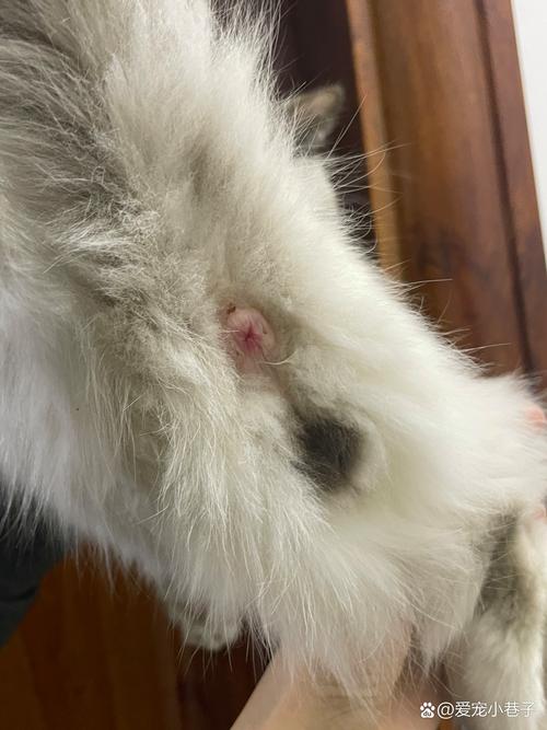 猫咪肛门红肿外翻,猫咪肛门红肿怎么回事?-第6张图片-后鲨宠物 猫咪肛门红肿外翻,猫咪肛门红肿怎么回事?-第6张图片-后鲨宠物