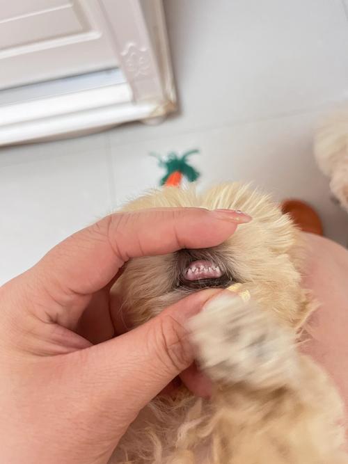 狗狗几个月成年狗_狗几个月能成年-第6张图片-后鲨宠物 狗狗几个月成年狗_狗几个月能成年-第6张图片-后鲨宠物