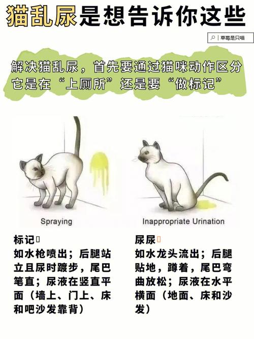 猫咪老是乱拉尿怎么办，猫咪老是乱拉尿怎么办？