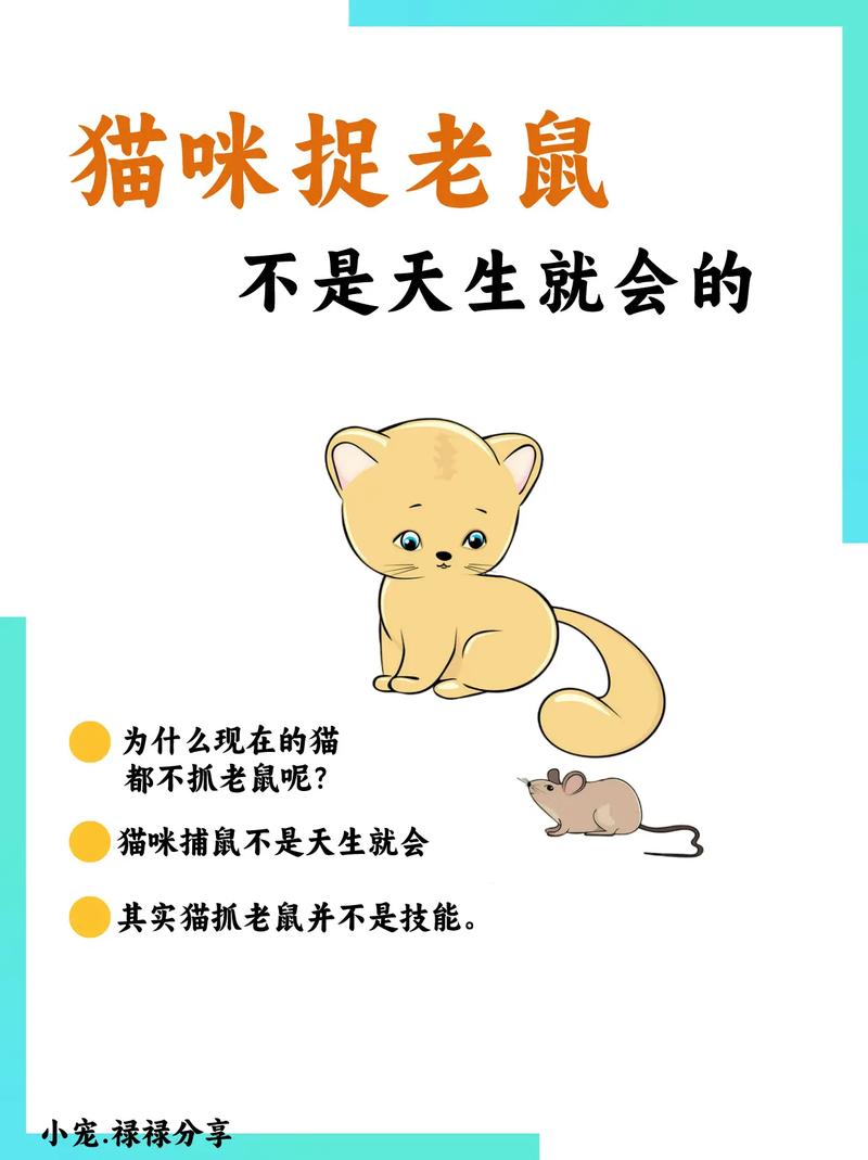 猫咪吃了毒老鼠怎么办，猫猫吃了毒老鼠怎么办?？
