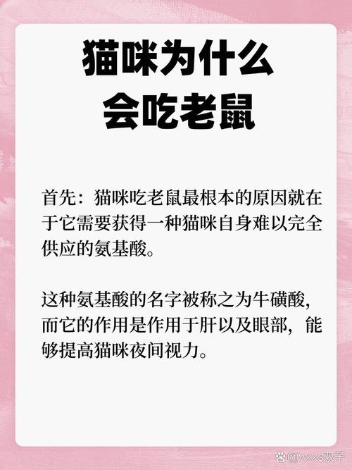 猫咪吃了毒老鼠怎么办,猫猫吃了毒老鼠怎么办??-第2张图片-后鲨宠物 猫咪吃了毒老鼠怎么办,猫猫吃了毒老鼠怎么办??-第2张图片-后鲨宠物